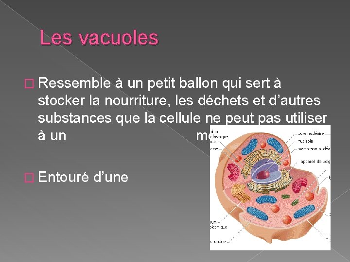 Les vacuoles � Ressemble à un petit ballon qui sert à stocker la nourriture,