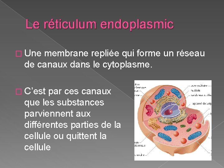 Le réticulum endoplasmic � Une membrane repliée qui forme un réseau de canaux dans