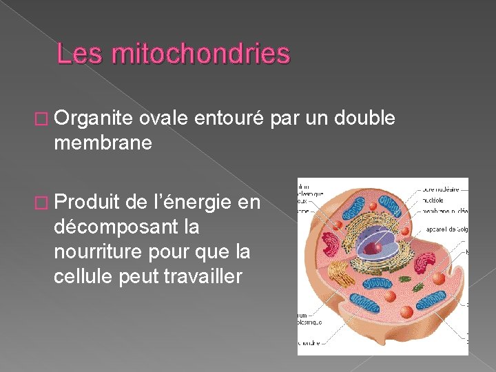 Les mitochondries � Organite ovale entouré par un double membrane � Produit de l’énergie