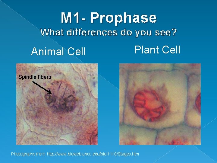 M 1 - Prophase What differences do you see? Animal Cell Plant Cell Spindle