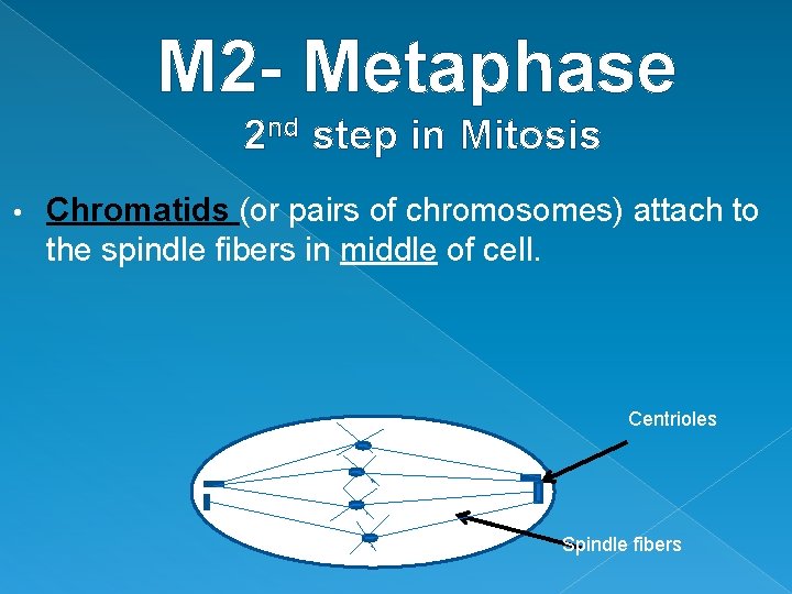 M 2 - Metaphase 2 nd step in Mitosis • Chromatids (or pairs of