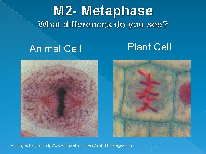 M 2 - Metaphase What differences do you see? Animal Cell Plant Cell Photographs