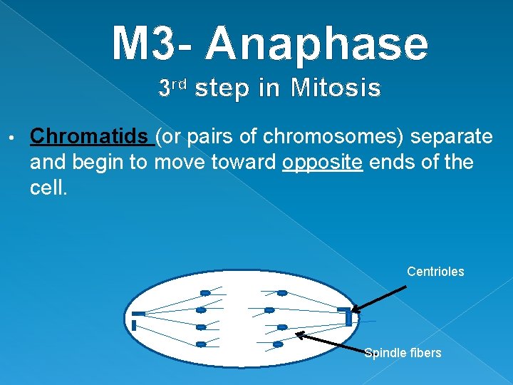 M 3 - Anaphase 3 rd step in Mitosis • Chromatids (or pairs of