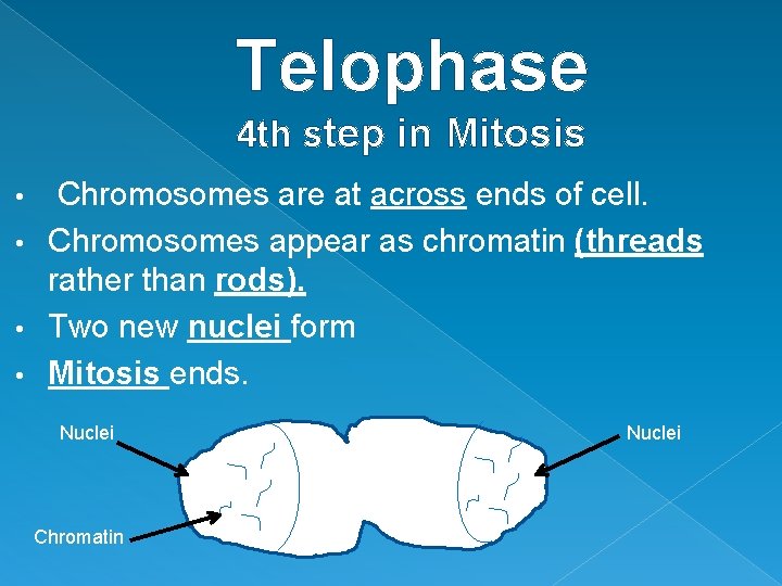 Telophase 4 th step in Mitosis Chromosomes are at across ends of cell. •