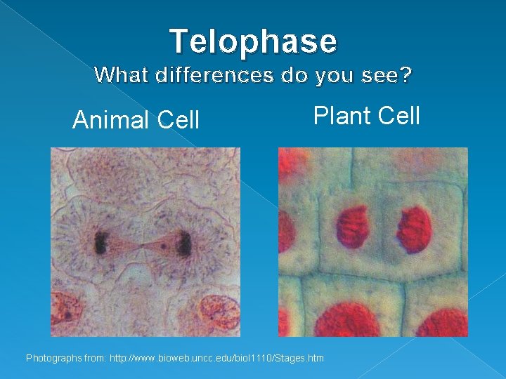 Telophase What differences do you see? Animal Cell Plant Cell Photographs from: http: //www.