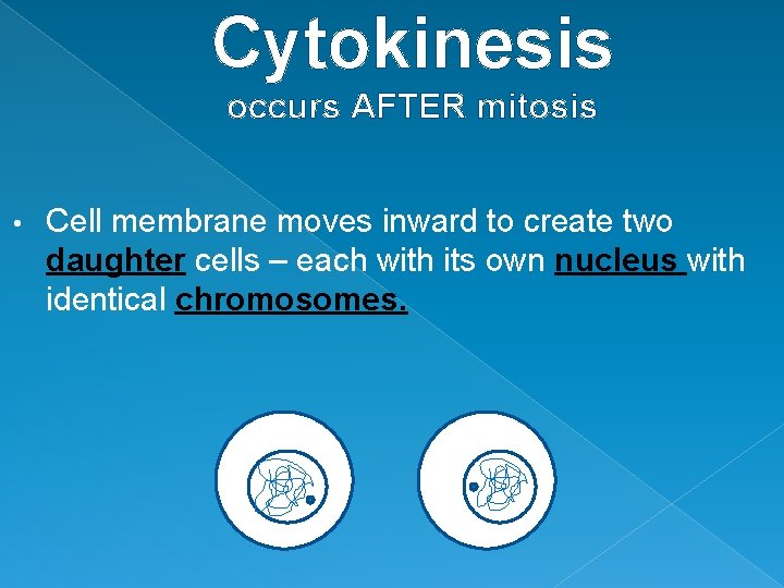 Cytokinesis occurs AFTER mitosis • Cell membrane moves inward to create two daughter cells