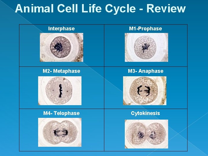 Animal Cell Life Cycle - Review Interphase M 1 -Prophase M 2 - Metaphase