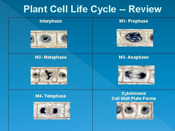 Plant Cell Life Cycle -- Review Interphase M 1 - Prophase M 2 -