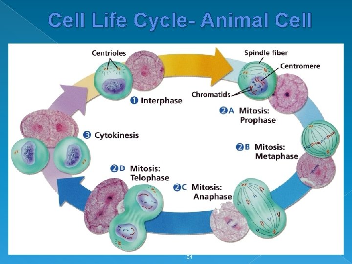 Cell Life Cycle- Animal Cell 21 