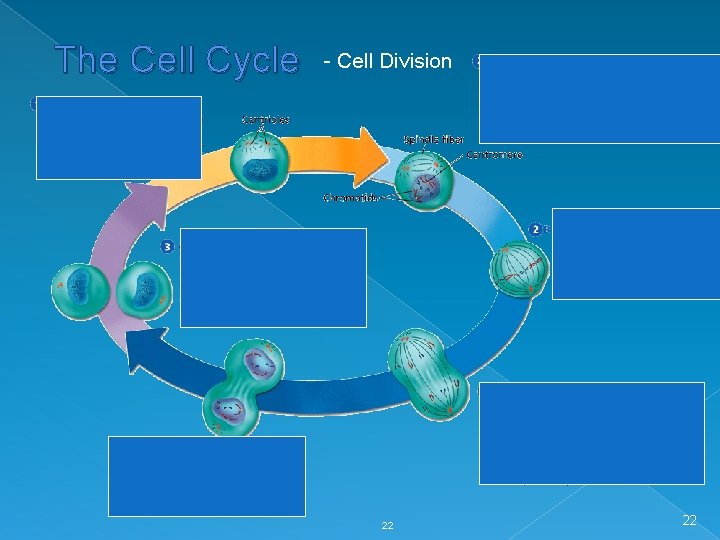 The Cell Cycle - Cell Division 22 22 