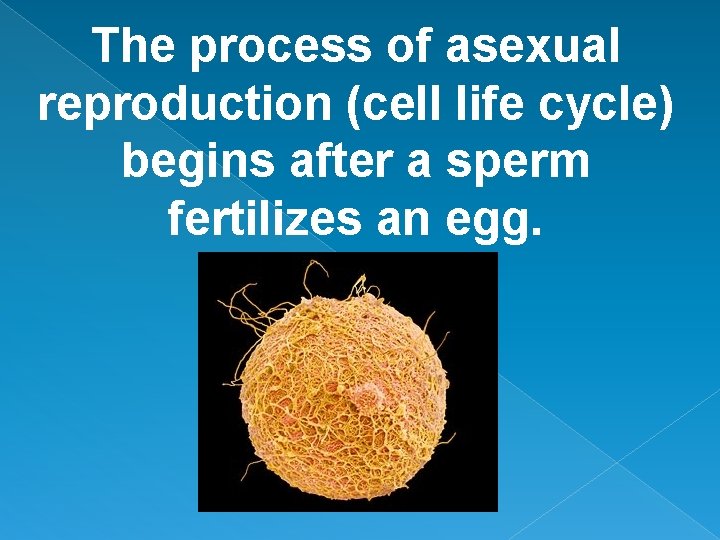 The process of asexual reproduction (cell life cycle) begins after a sperm fertilizes an