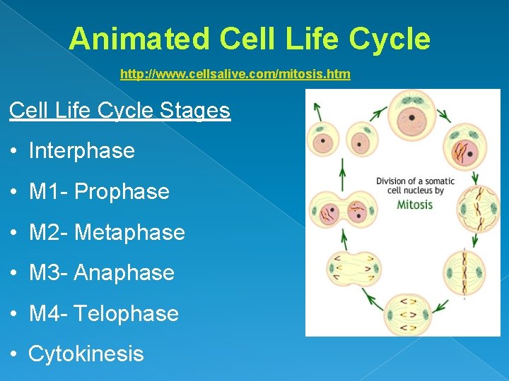 Animated Cell Life Cycle http: //www. cellsalive. com/mitosis. htm Cell Life Cycle Stages •