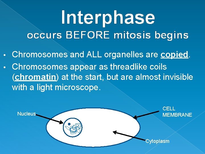 Interphase occurs BEFORE mitosis begins Chromosomes and ALL organelles are copied. • Chromosomes appear