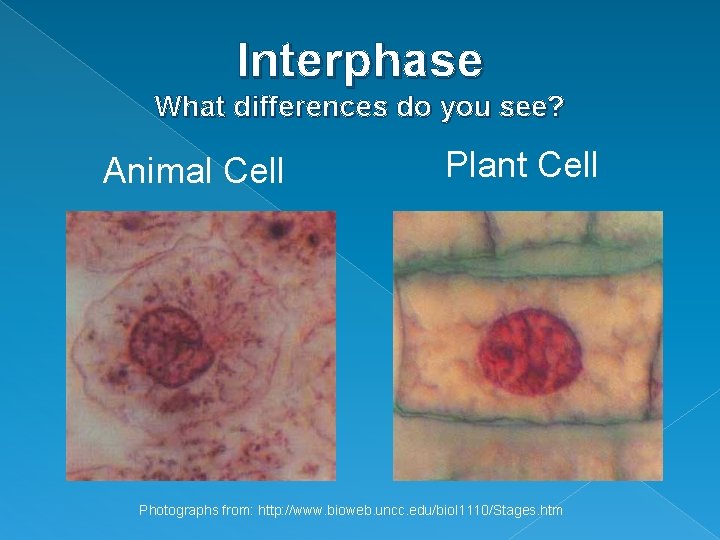 Interphase What differences do you see? Animal Cell Plant Cell Photographs from: http: //www.