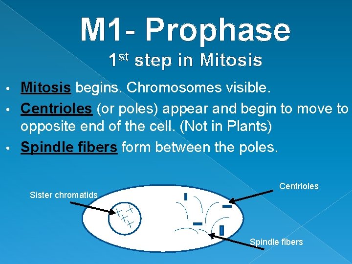 M 1 - Prophase 1 st step in Mitosis begins. Chromosomes visible. • Centrioles