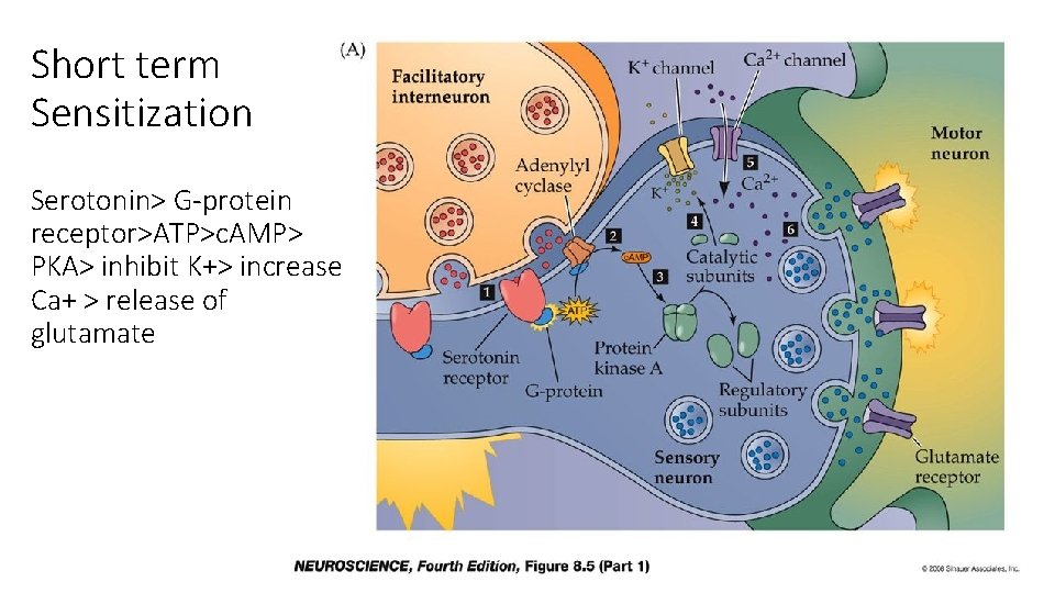 Short term Sensitization Serotonin> G-protein receptor>ATP>c. AMP> PKA> inhibit K+> increase Ca+ > release