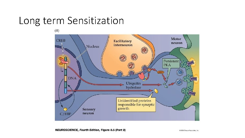 Long term Sensitization 