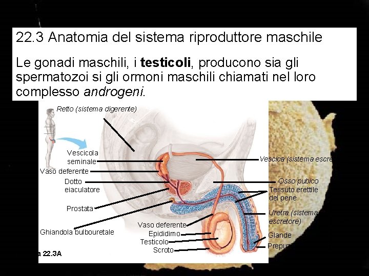 22. 3 Anatomia del sistema riproduttore maschile Le gonadi maschili, i testicoli, producono sia