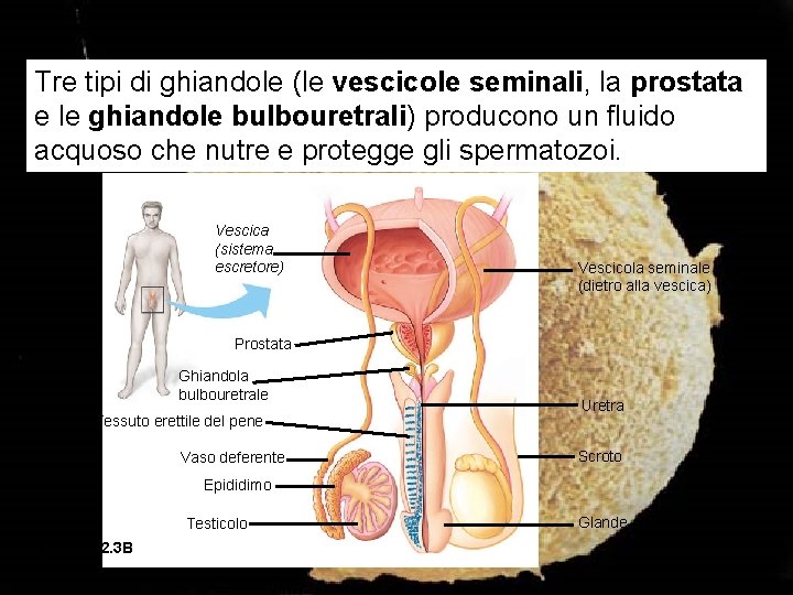 Tre tipi di ghiandole (le vescicole seminali, la prostata e le ghiandole bulbouretrali) producono