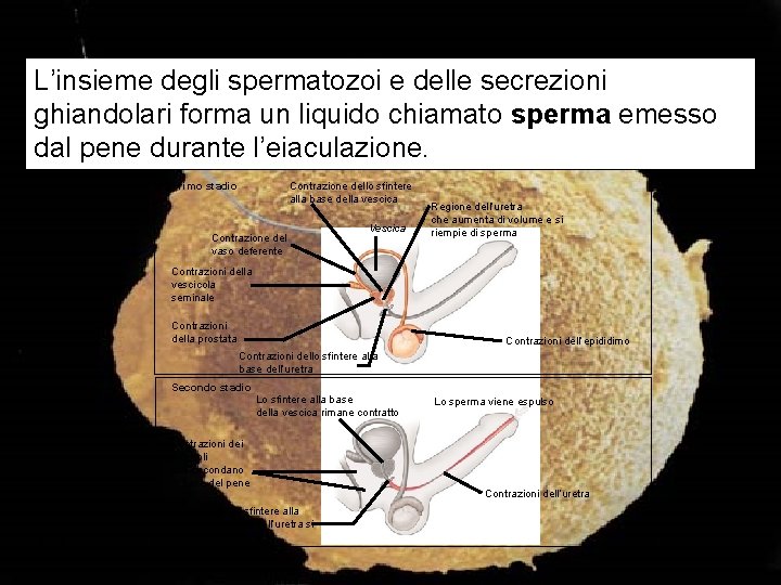 L’insieme degli spermatozoi e delle secrezioni ghiandolari forma un liquido chiamato sperma emesso dal