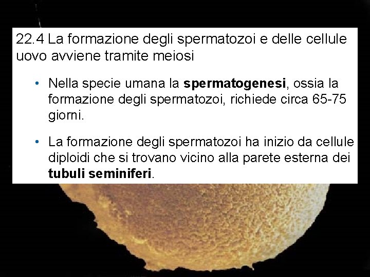 22. 4 La formazione degli spermatozoi e delle cellule uovo avviene tramite meiosi •