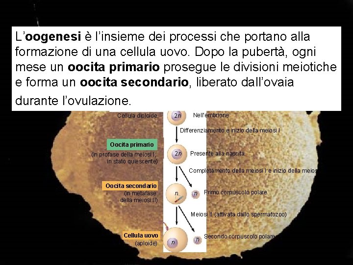 L’oogenesi è l’insieme dei processi che portano alla formazione di una cellula uovo. Dopo