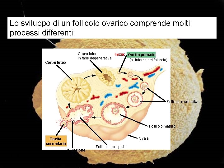 Lo sviluppo di un follicolo ovarico comprende molti processi differenti. Corpo luteo Copro luteo