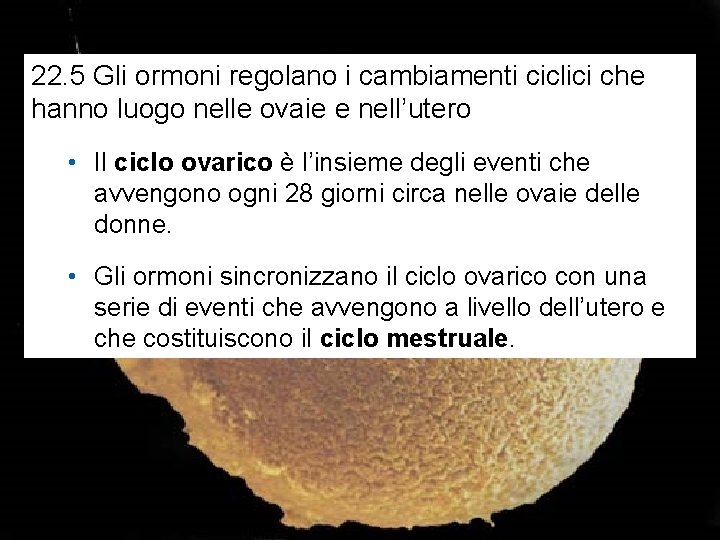 22. 5 Gli ormoni regolano i cambiamenti ciclici che hanno luogo nelle ovaie e