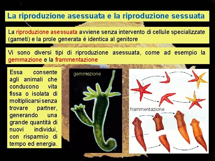 La riproduzione asessuata e la riproduzione sessuata La riproduzione asessuata avviene senza intervento di