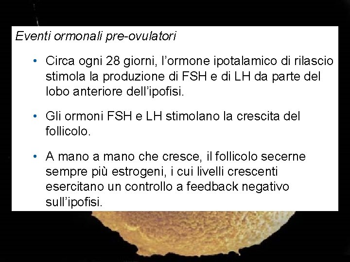 Eventi ormonali pre-ovulatori • Circa ogni 28 giorni, l’ormone ipotalamico di rilascio stimola la