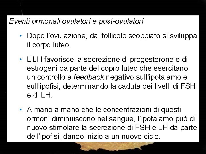 Eventi ormonali ovulatori e post-ovulatori • Dopo l’ovulazione, dal follicolo scoppiato si sviluppa il