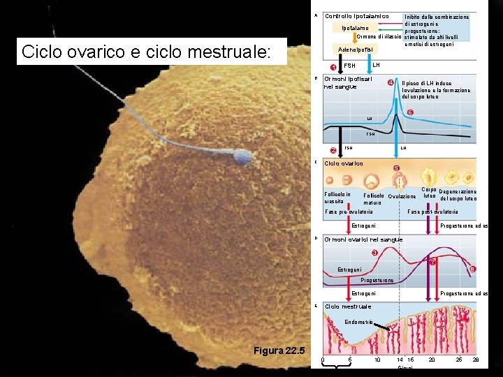 Controllo ipotalamico A Inibito dalla combinazione di estrogeni e Ipotalamo progesterone; Ormone di rilascio