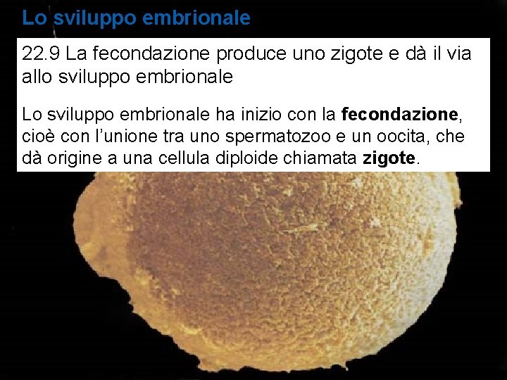 Lo sviluppo embrionale 22. 9 La fecondazione produce uno zigote e dà il via
