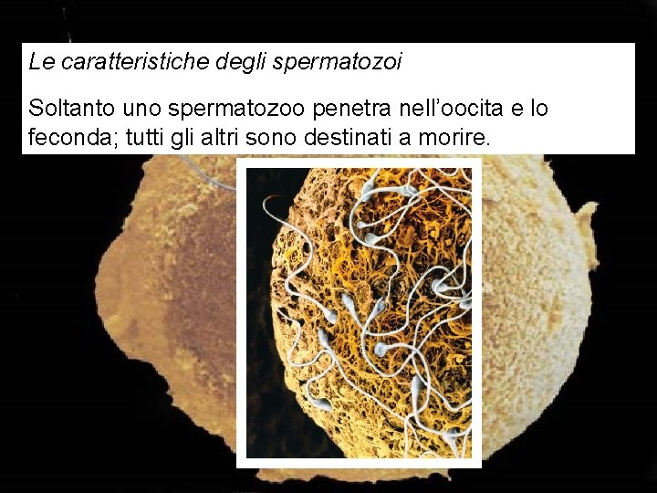 Le caratteristiche degli spermatozoi Soltanto uno spermatozoo penetra nell’oocita e lo feconda; tutti gli