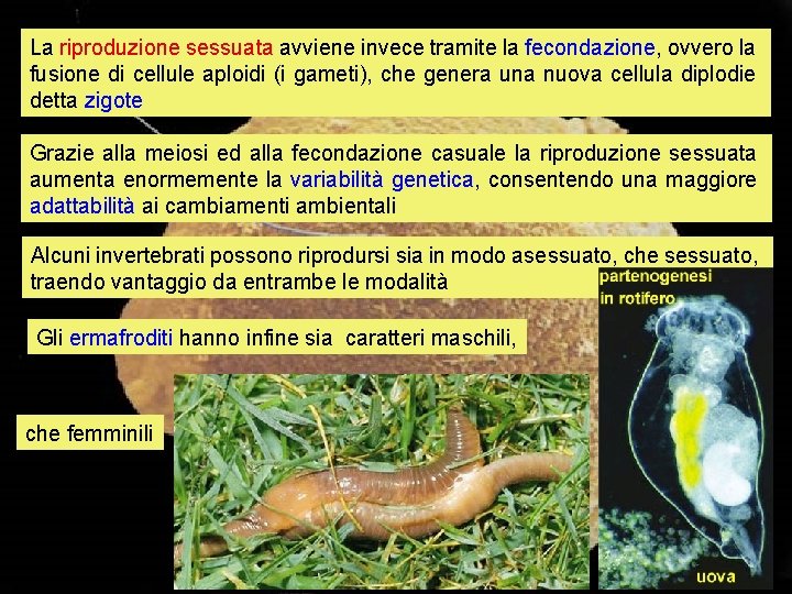 La riproduzione sessuata avviene invece tramite la fecondazione, ovvero la fusione di cellule aploidi