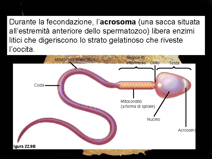 Durante la fecondazione, l’acrosoma (una sacca situata all’estremità anteriore dello spermatozoo) libera enzimi litici