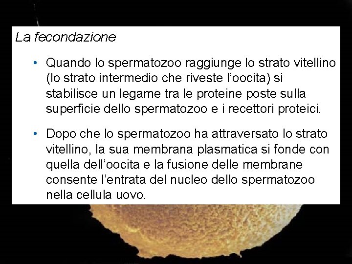 La fecondazione • Quando lo spermatozoo raggiunge lo strato vitellino (lo strato intermedio che