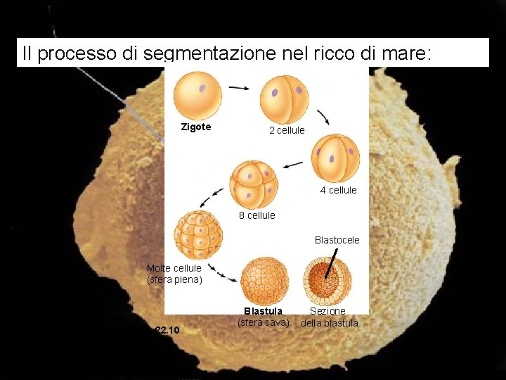 Il processo di segmentazione nel ricco di mare: Zigote 2 cellule 4 cellule 8