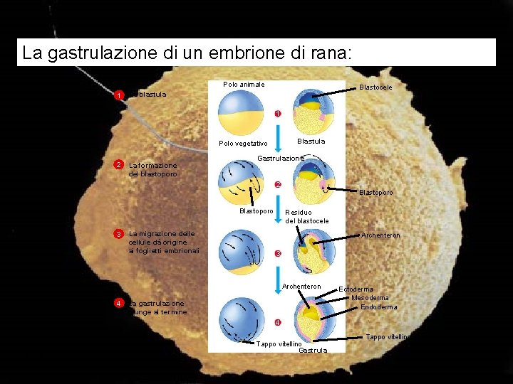 La gastrulazione di un embrione di rana: Polo animale 1 Blastocele La blastula 1