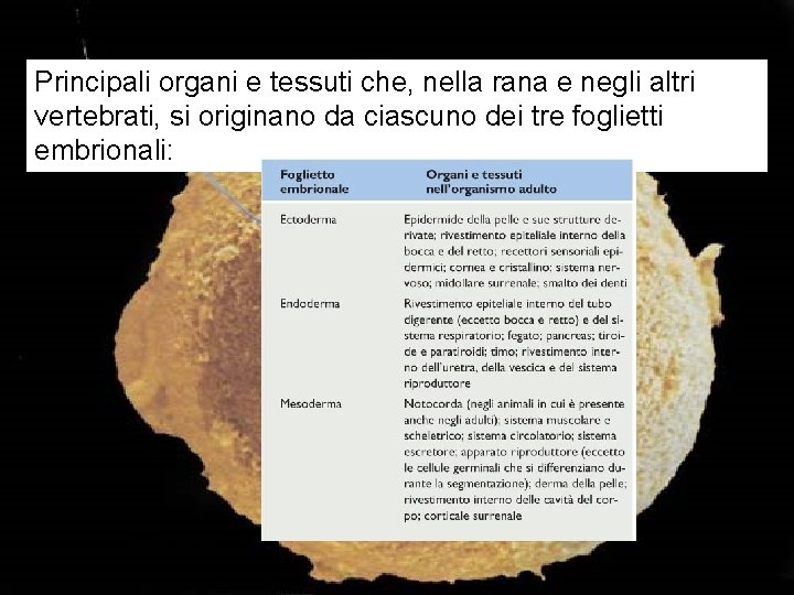 Principali organi e tessuti che, nella rana e negli altri vertebrati, si originano da