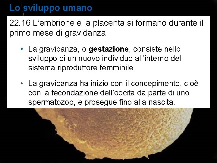 Lo sviluppo umano 22. 16 L’embrione e la placenta si formano durante il primo