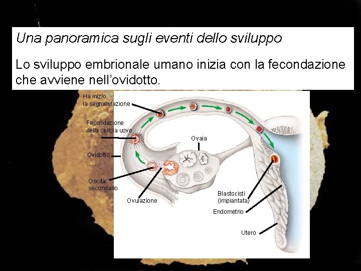 Una panoramica sugli eventi dello sviluppo Lo sviluppo embrionale umano inizia con la fecondazione