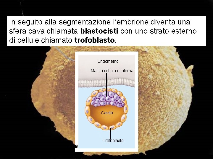 In seguito alla segmentazione l’embrione diventa una sfera cava chiamata blastocisti con uno strato In seguito alla segmentazione l’embrione diventa una sfera cava chiamata blastocisti con uno strato