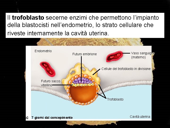 Il trofoblasto secerne enzimi che permettono l’impianto della blastocisti nell’endometrio, lo strato cellulare che