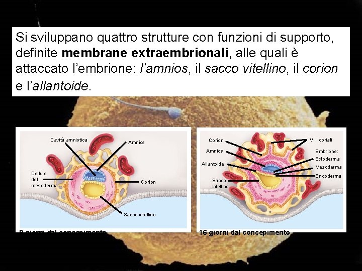 Si sviluppano quattro strutture con funzioni di supporto, definite membrane extraembrionali, alle quali è