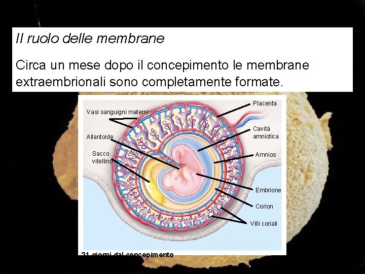 Il ruolo delle membrane Circa un mese dopo il concepimento le membrane extraembrionali sono
