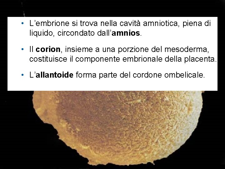  • L’embrione si trova nella cavità amniotica, piena di liquido, circondato dall’amnios. •