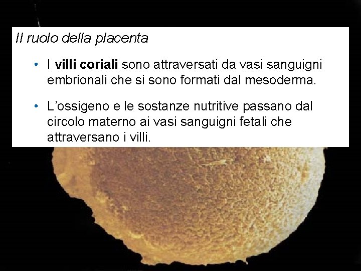 Il ruolo della placenta • I villi coriali sono attraversati da vasi sanguigni embrionali