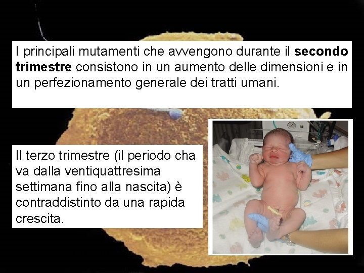 I principali mutamenti che avvengono durante il secondo trimestre consistono in un aumento delle