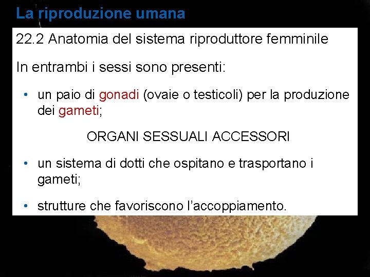 La riproduzione umana 22. 2 Anatomia del sistema riproduttore femminile In entrambi i sessi La riproduzione umana 22. 2 Anatomia del sistema riproduttore femminile In entrambi i sessi